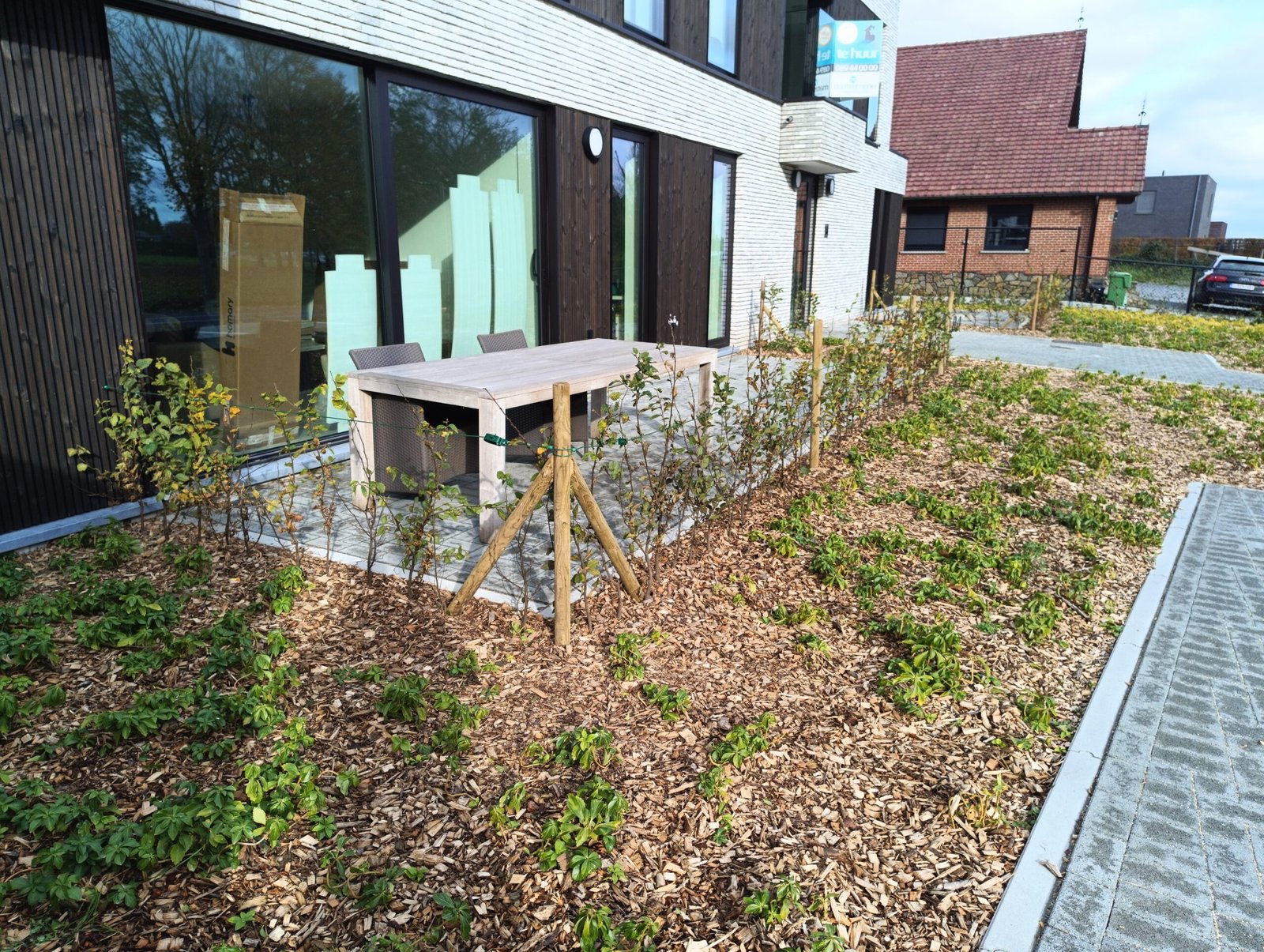 haag aanplanting tongeren hasselt borgloon kortessem prijs haagbeuk beukenhaag blote wortel