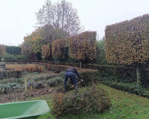 onderhoud buxus